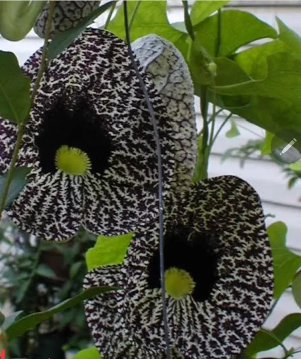 Aristolochia Elegans - Imagem 5