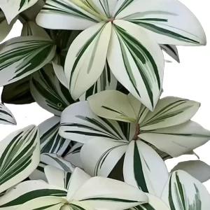 Costus Arabicus Variegata