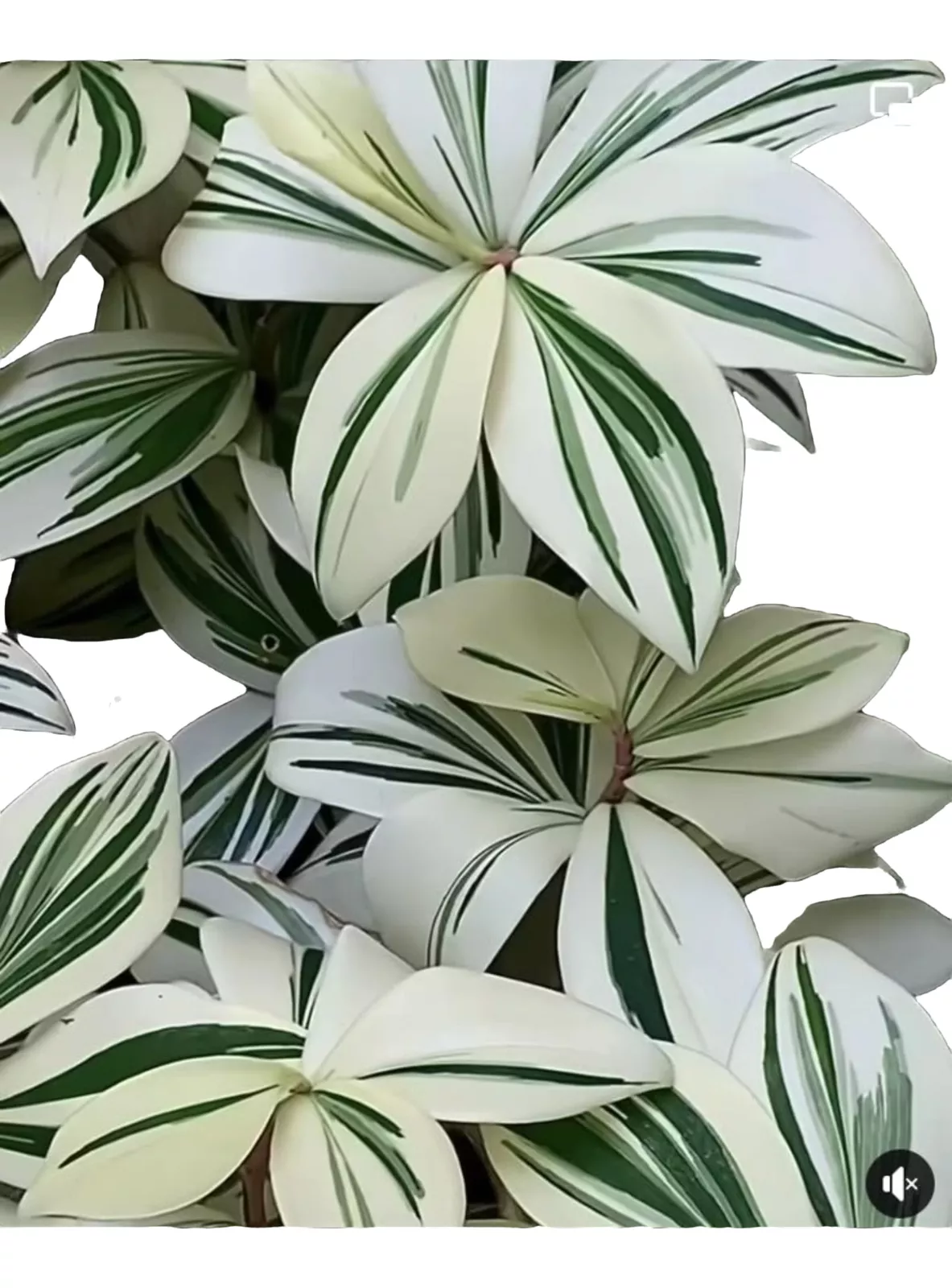 Costus Arabicus Variegata