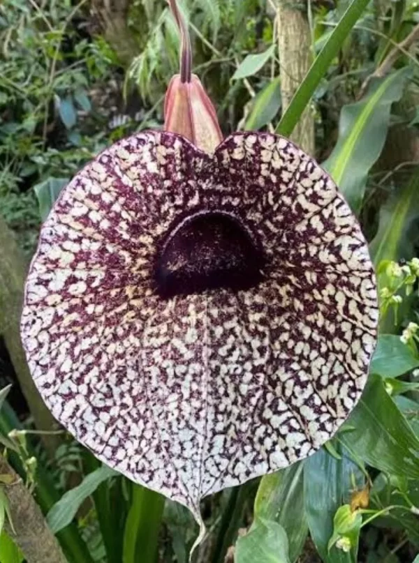 Aristolochia Elegans - Imagem 4