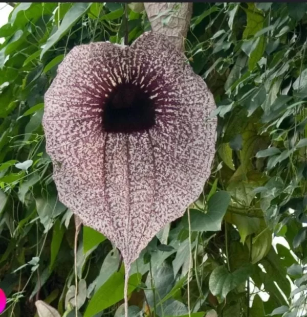 Aristolochia Grandiflora - Imagem 3