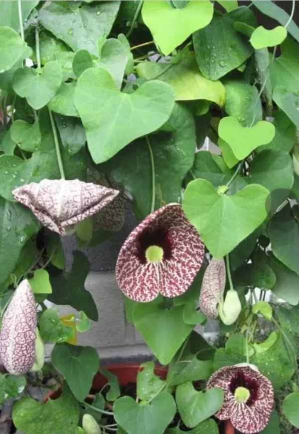 Aristolochia Elegans - Imagem 3