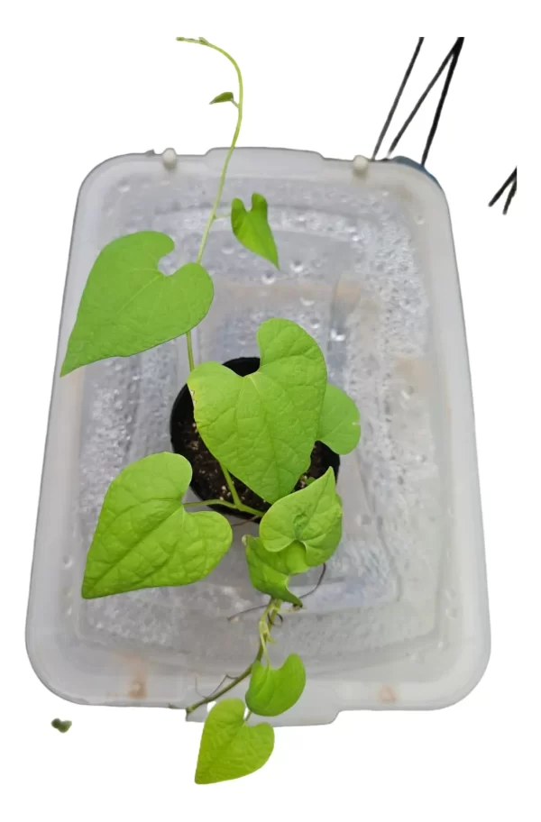 Aristolochia Grandiflora - Imagem 5