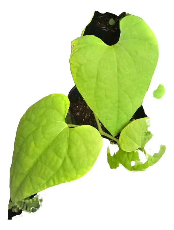 Aristolochia Grandiflora - Imagem 4