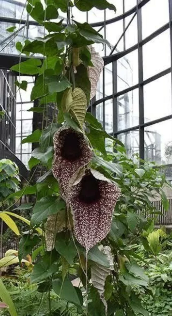 Aristolochia Grandiflora - Imagem 2