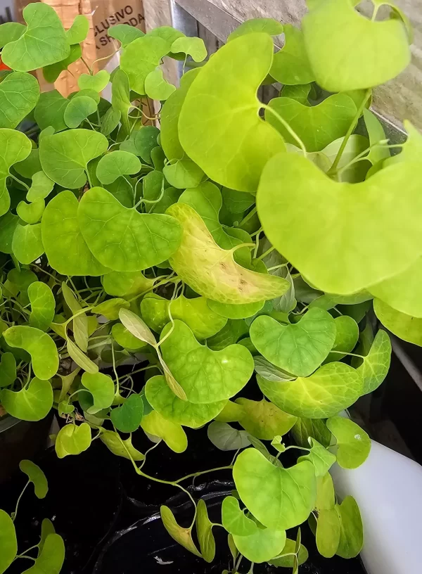 Aristolochia Elegans - Imagem 2