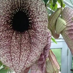 Aristolochia Grandiflora