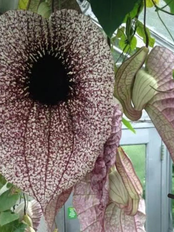 Aristolochia Grandiflora