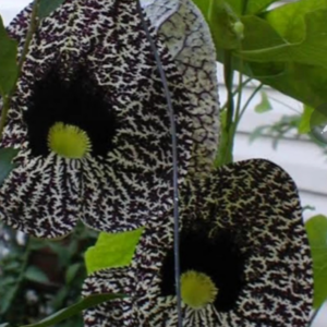 Aristolochia Elegans
