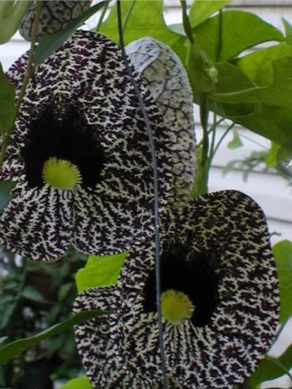 Aristolochia Elegans