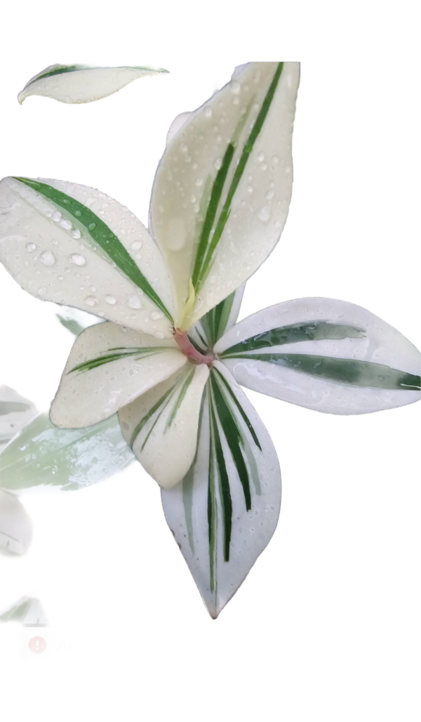 Costus Arabicus Variegata - Imagem 3