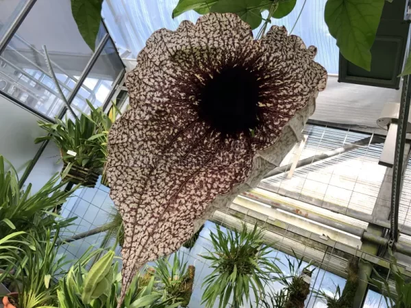 Aristolochia Grandiflora - Imagem 6