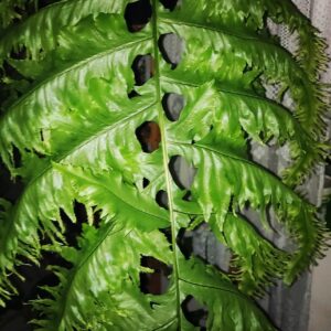 Samambaia Amazonas Repolhuda