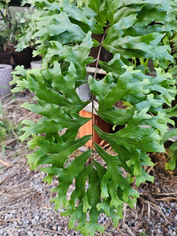 Samambaia Cristata Gigante