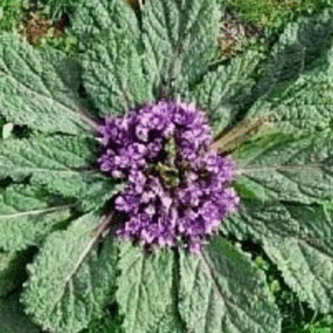 Mandragora Officinarum