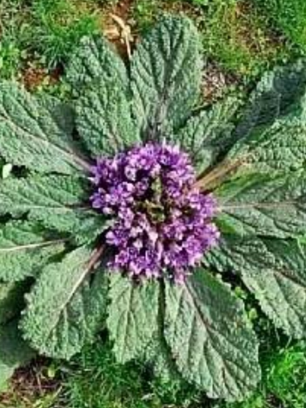 Mandragora Officinarum