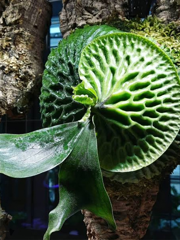 Platycerium Madagascariense