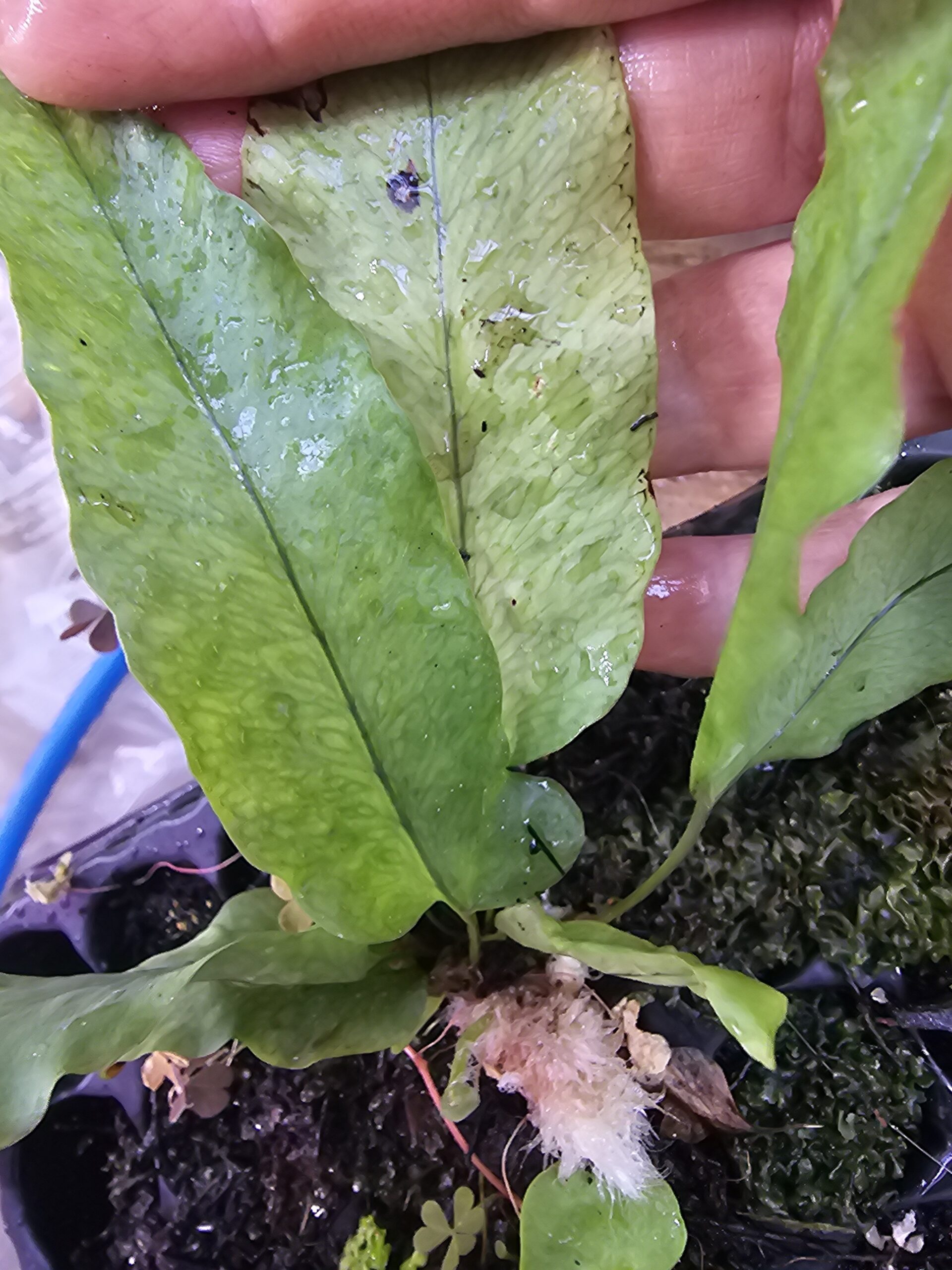 Samambaia Amazonas Mosaico